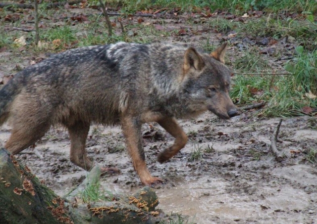 la grandeza del lobo
